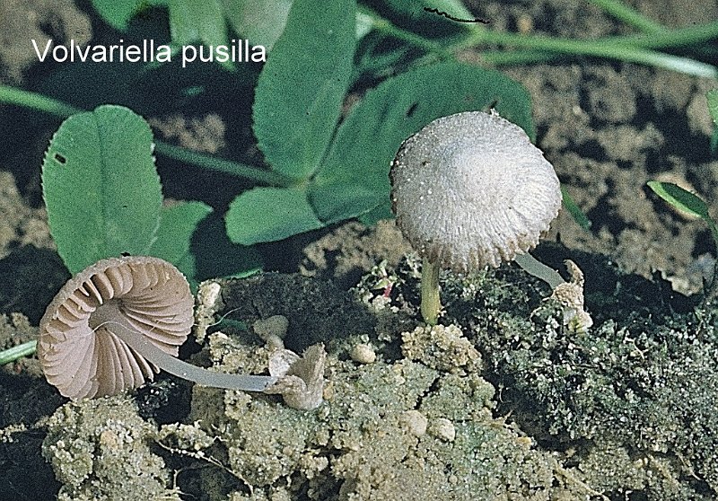 Volvariella pusilla-amf2165.jpg